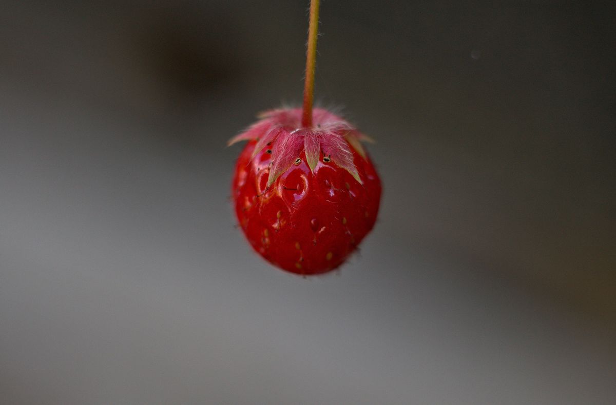 Die letzte an der kleinen Pflanze