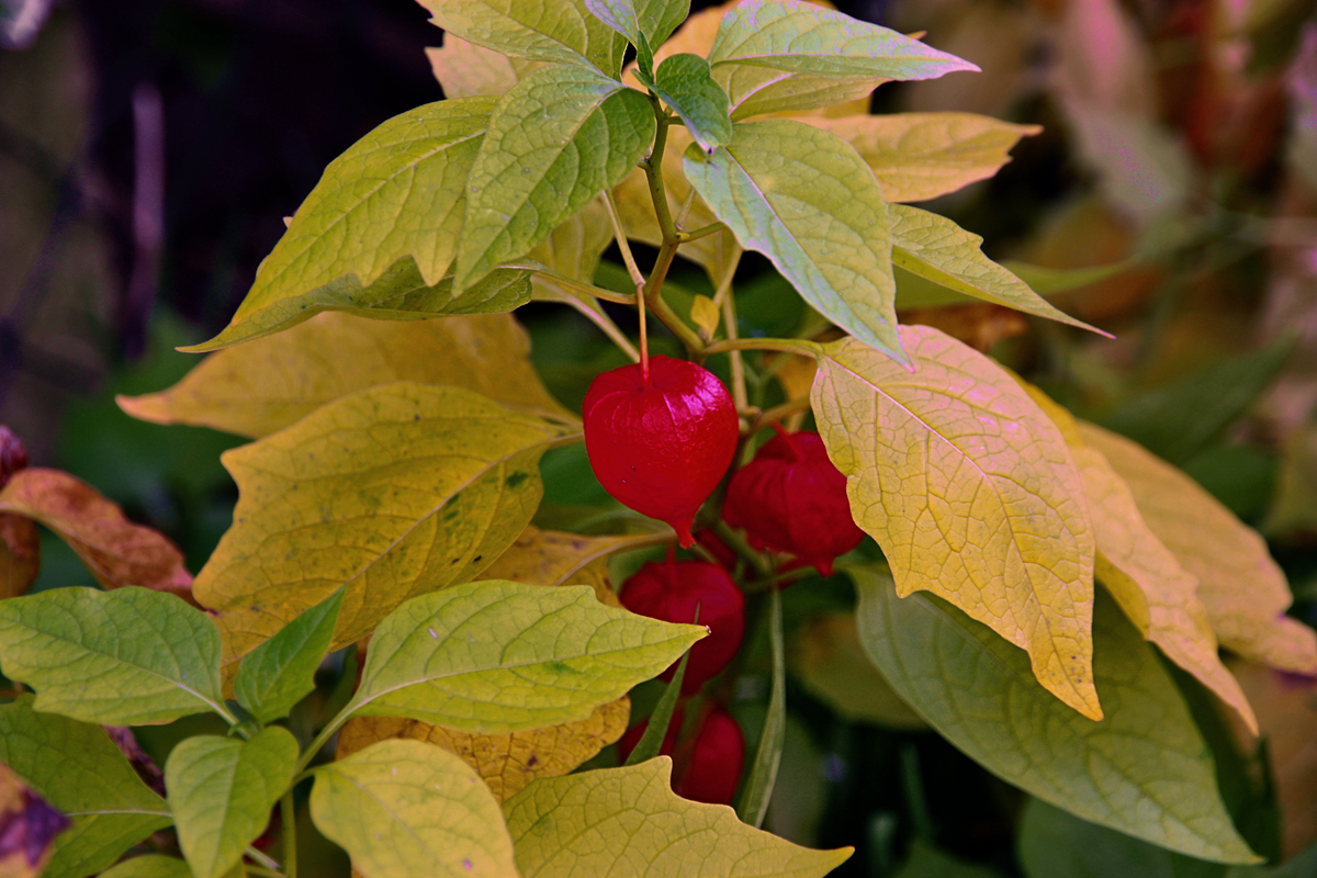 Chinesische Laternenblume (Physalis alkekengi)