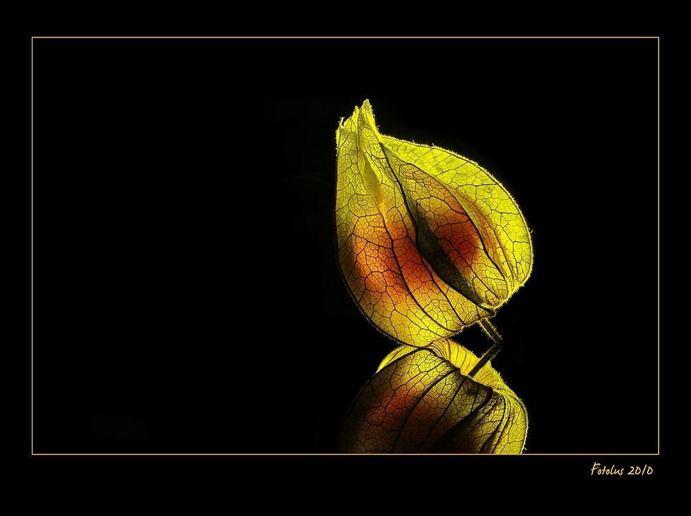 physalis 