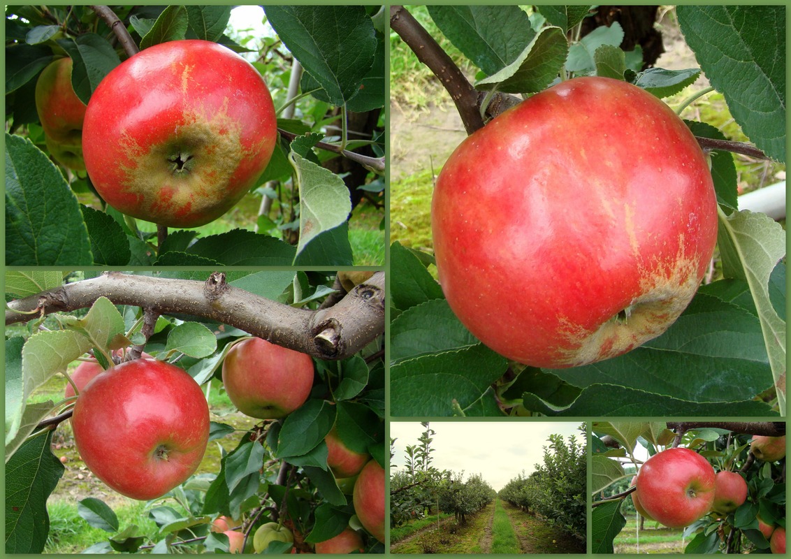 samstag wird geerntet