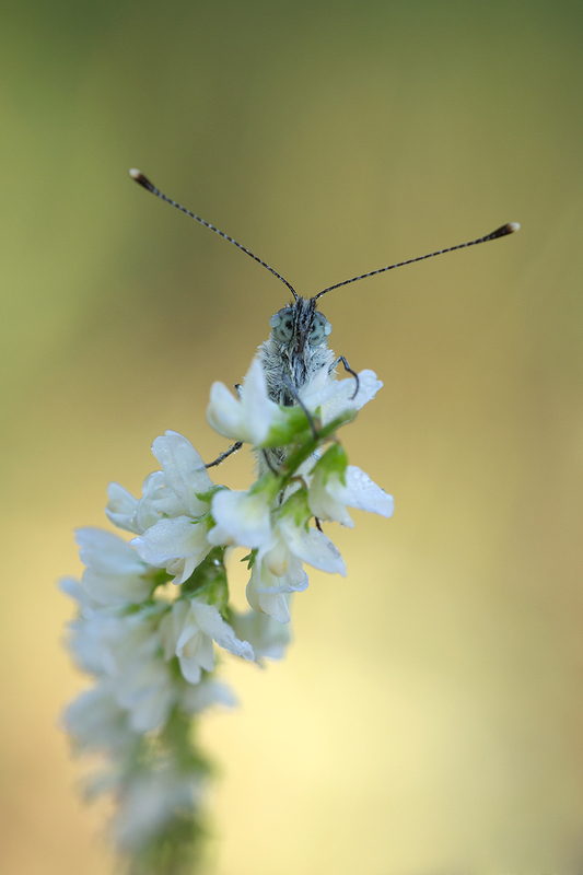 Schau mir in die Augen