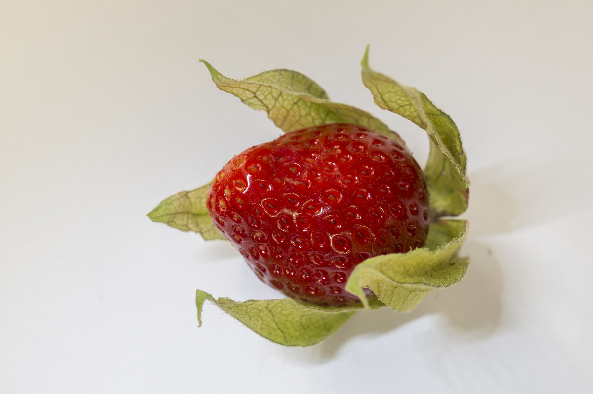 exotische Erdbeere