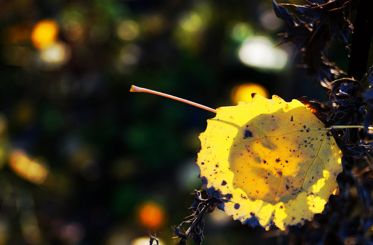 Ein besonderes Licht.....