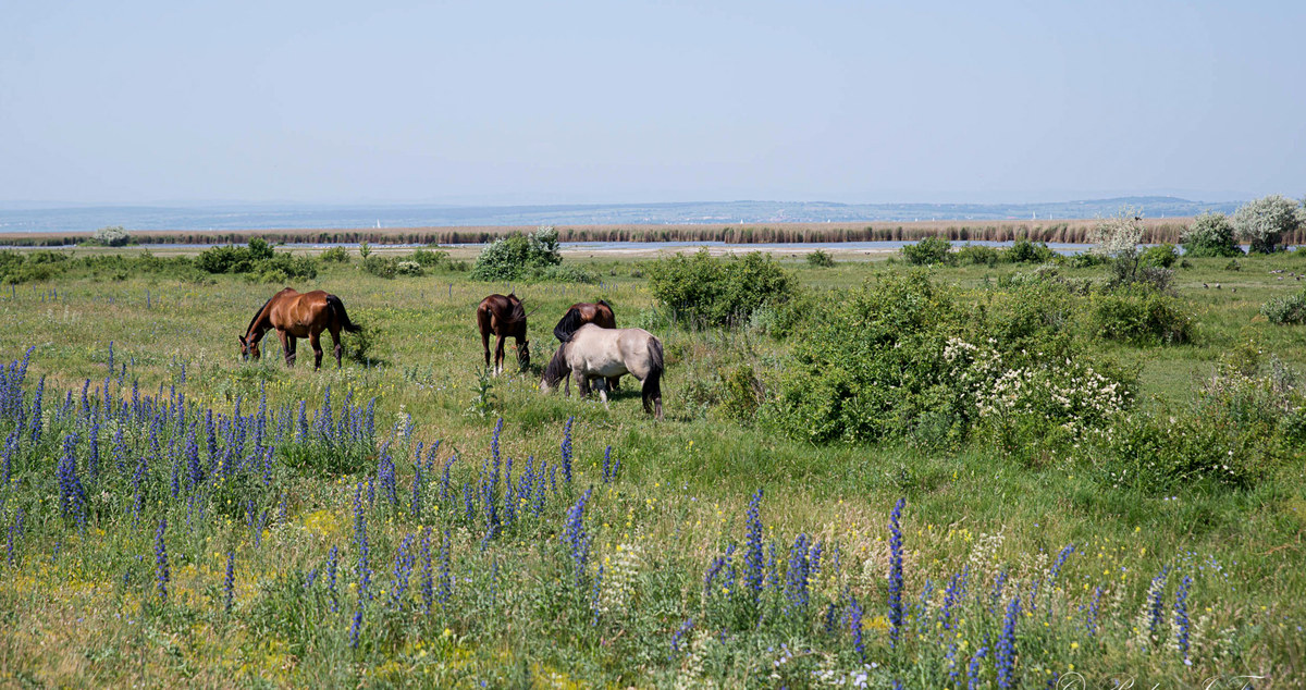 Nationalpark Neusiedler See