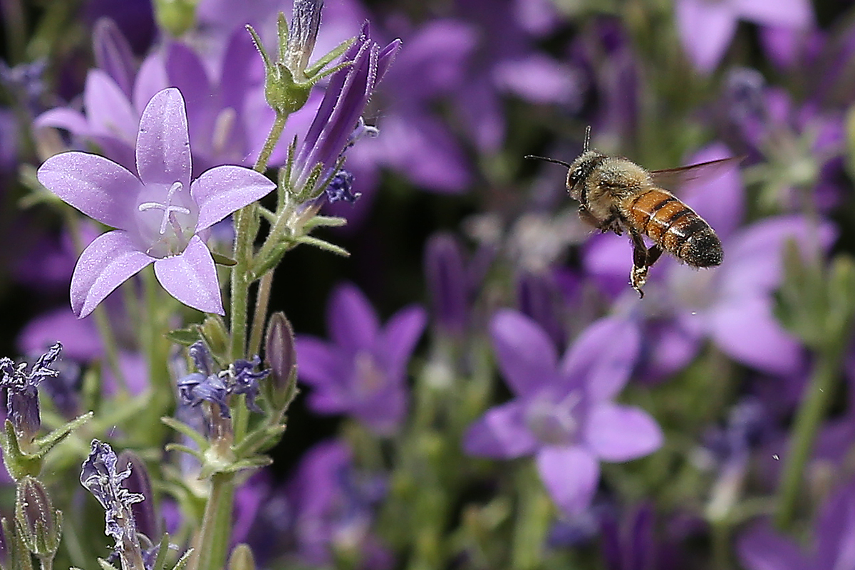 Im Anflug zum Abendessen ...