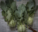 Kohlrabi,ausm Garten