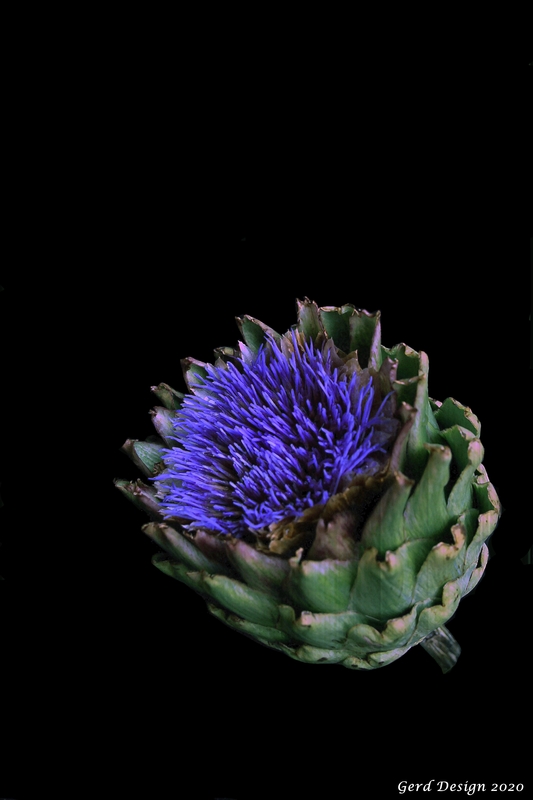 Artischockenblüte