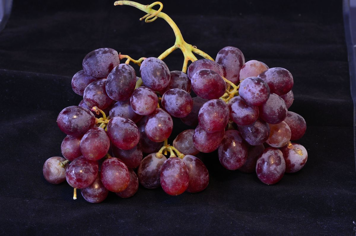 Trauben