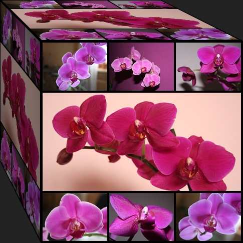 Orchideen