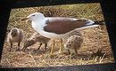 Ansichtskarte Heringsmöwe mit Jungen