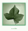 nur ein blatt....