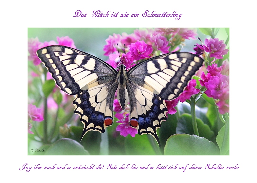 das Glück ist wie ein Schmetterling