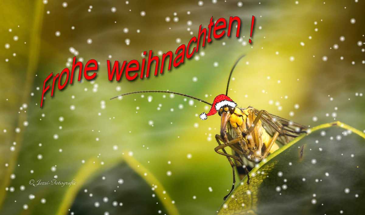 Frohe Weihnachten