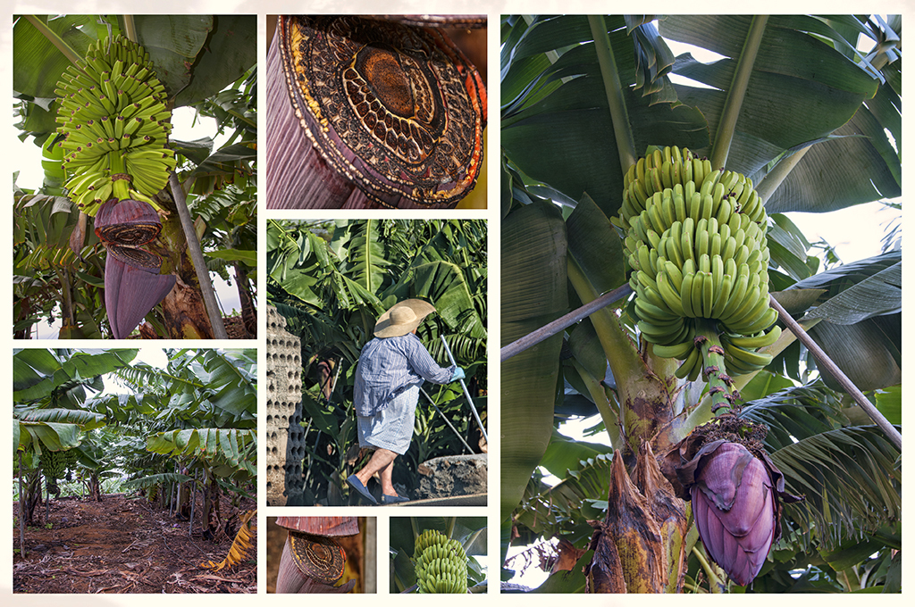 Alles Banane