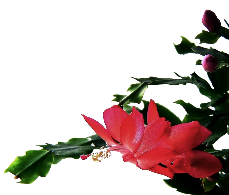 Weihnachtskarte, die Zweite