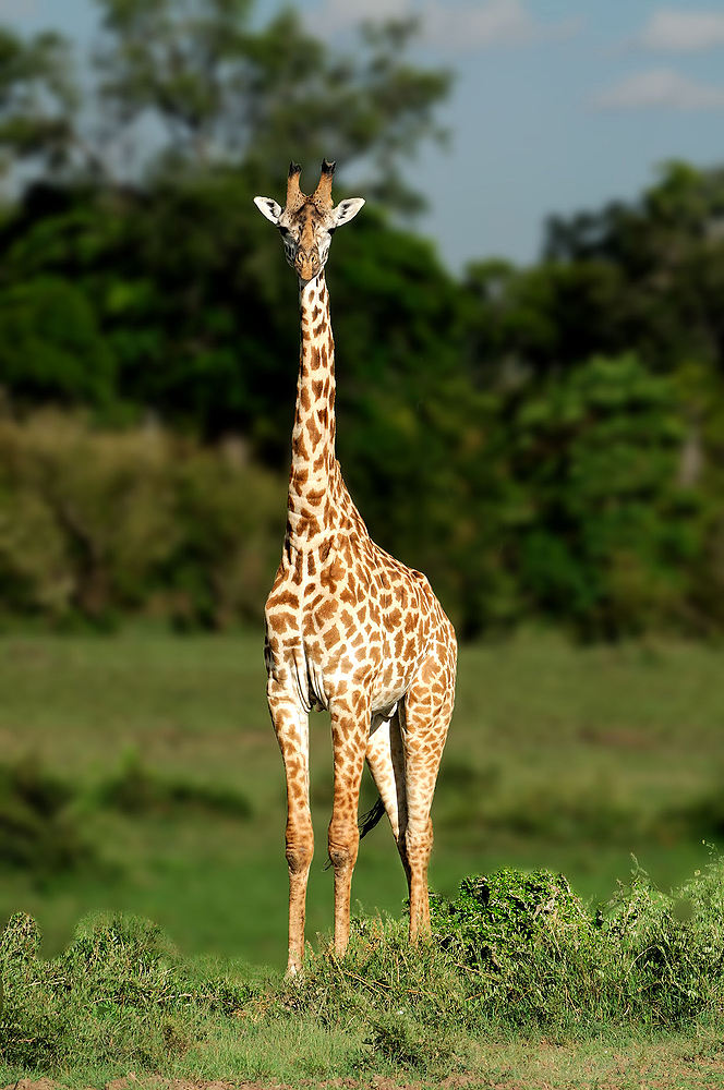 Giraffe (3D?)