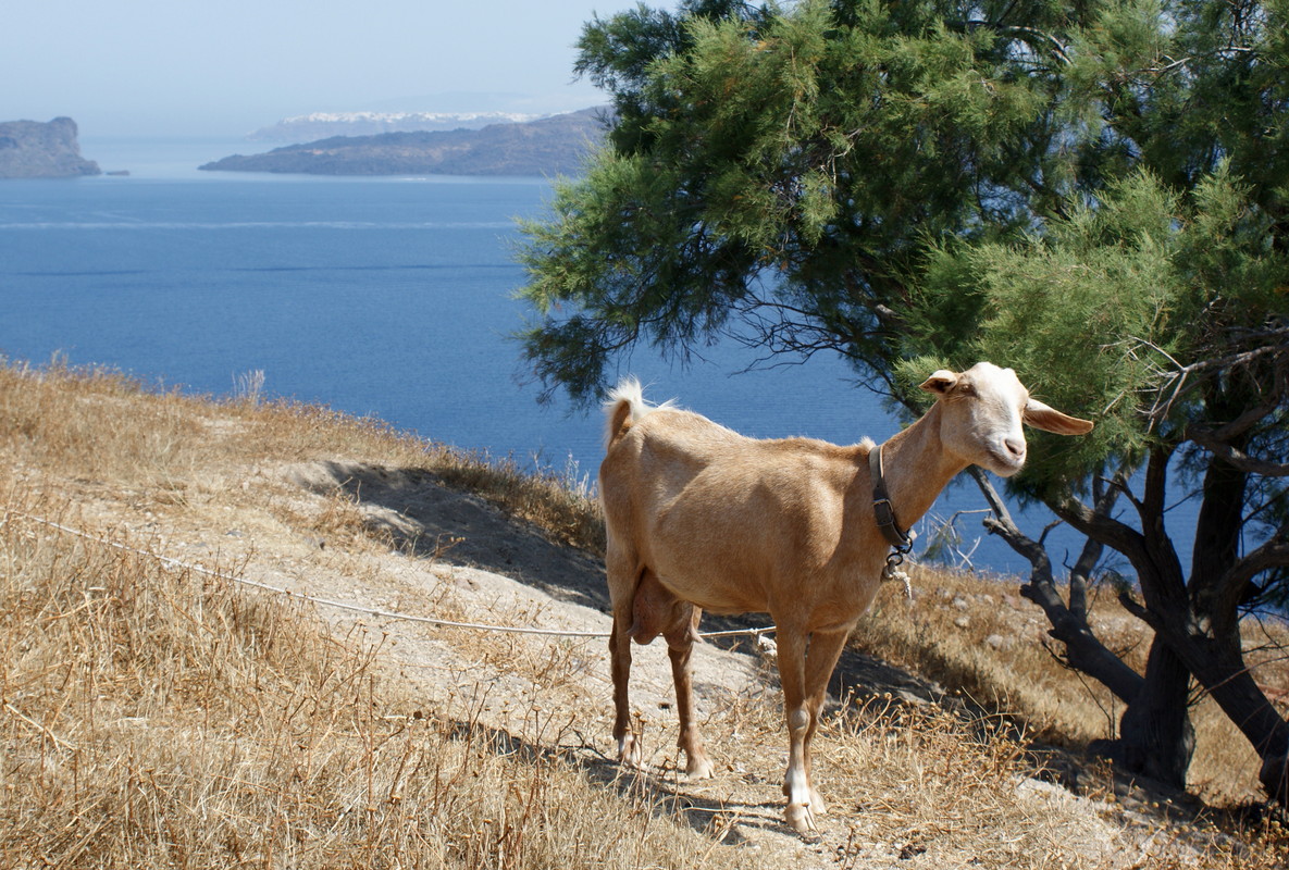 neugierige Ziege auf Santorini