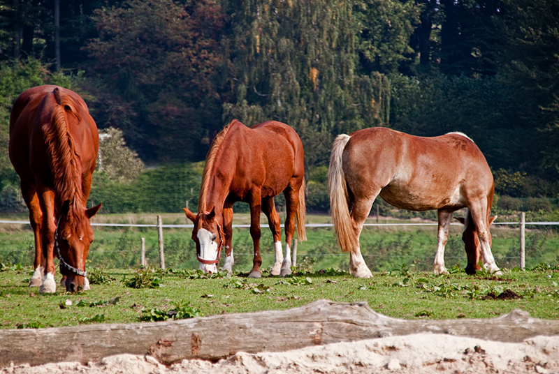 Rolando,das Original
