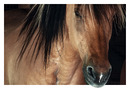 Pferd