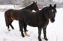 Pferde auf der winterlichen Weide