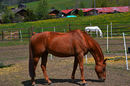 Pferd