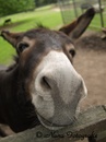 Kiss me Darling 