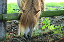Mein Pony