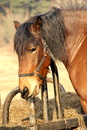 Pferd beim futter
