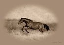 Fotos_Pferde
