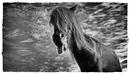 Fotos_Pferde