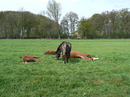 Fotos_Pferde