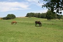 Fotos_Pferde