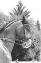 Pferd 2