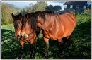 Fotos_Pferde