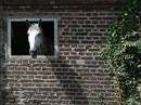 Fotos_Pferde