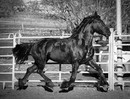 -Flying Horse-