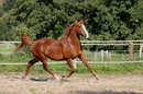Fotos_Pferde