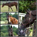 Pferde auf der Wiese!