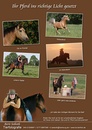 Fotos_Pferde