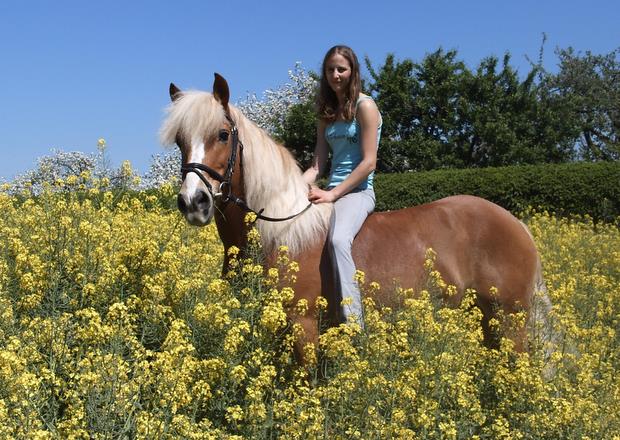 haflinger sissi
