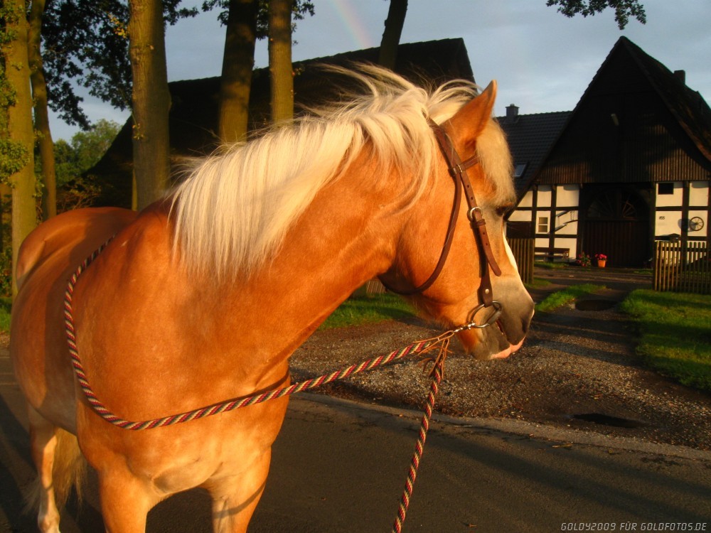 Haffi im Abendlicht 2
