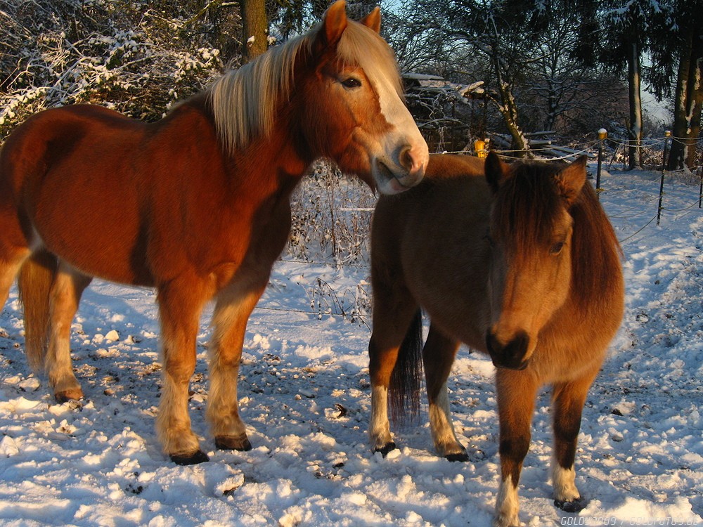 2 Ponys im Winter
