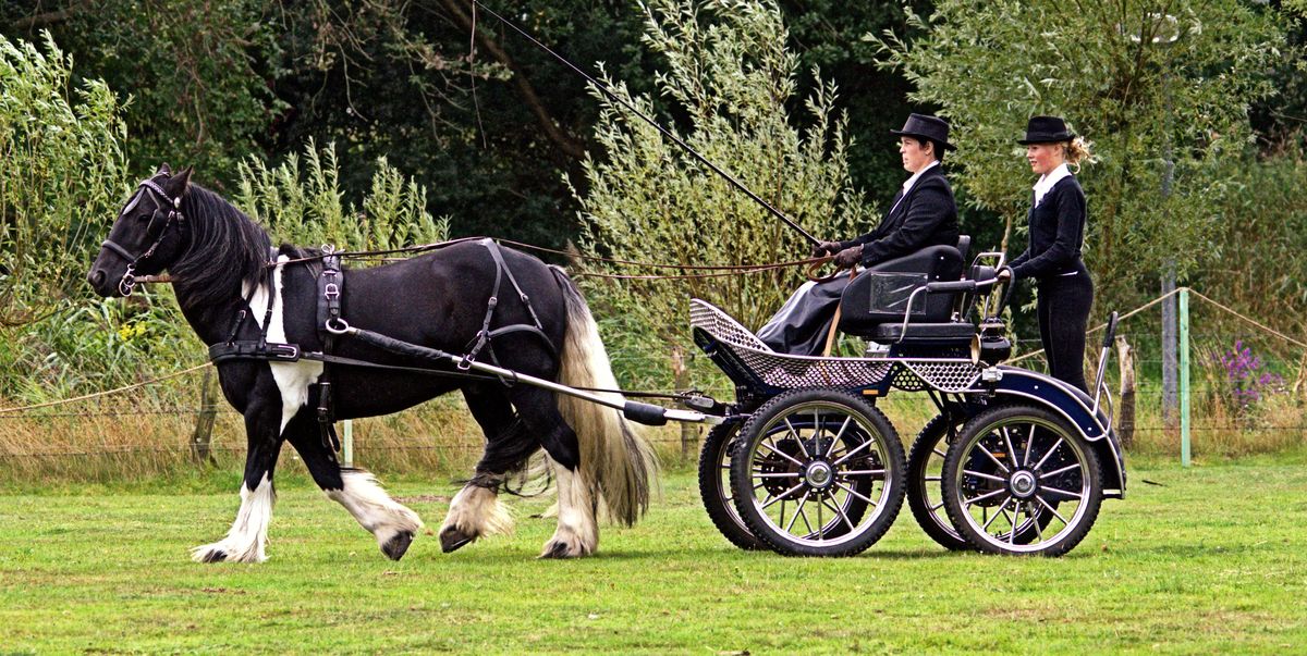Eine Kutschfahrt im Zoo Nordhorn