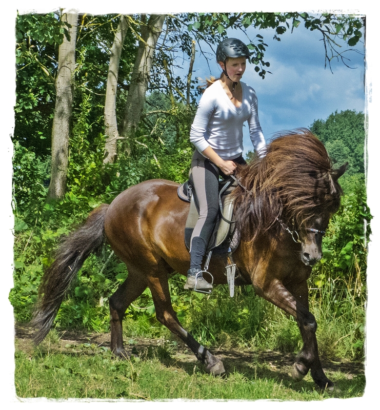 Morgens auf der Koppel