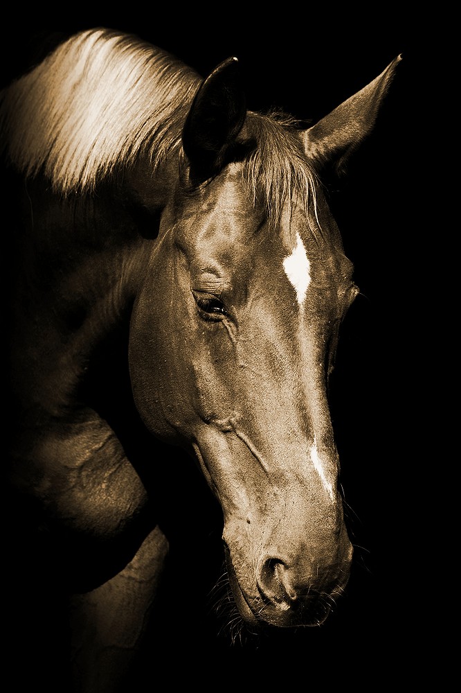 pferdeportrait
