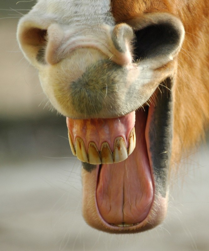 ick lach mir schlapp