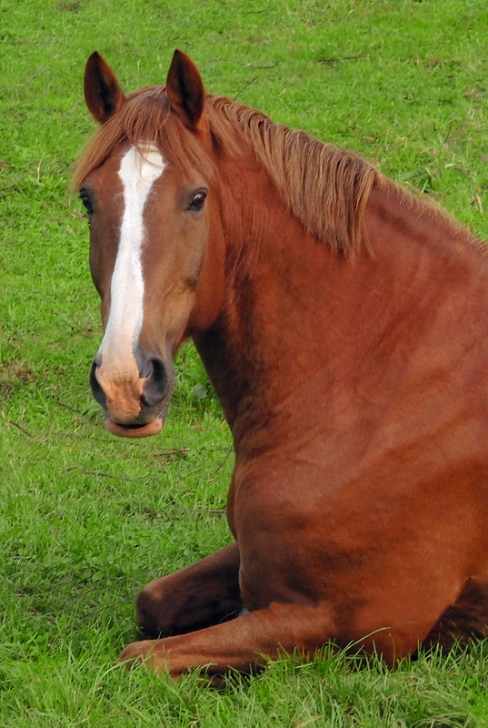 Nachbarn