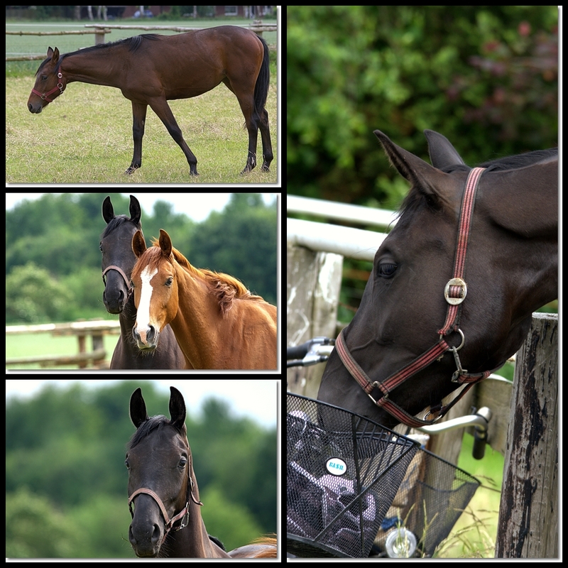 Pferde auf der Wiese!