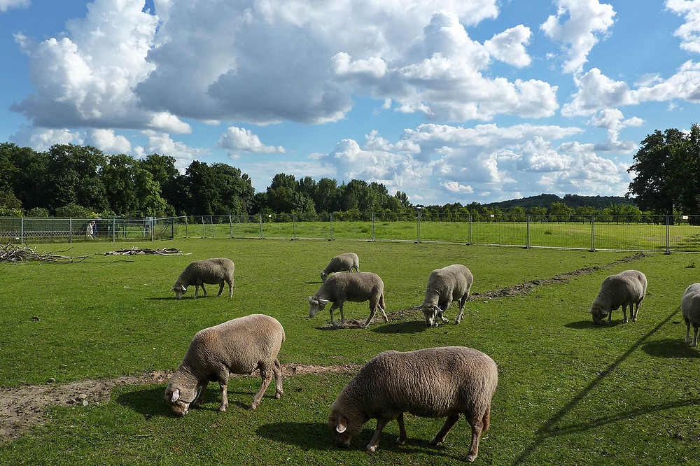 Schafe
