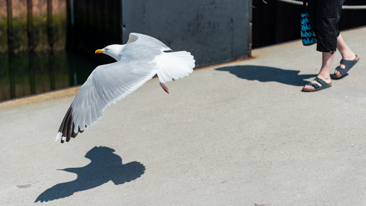 Helgoland zu Fuß und aus der Luft